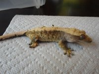 Female4.jpg