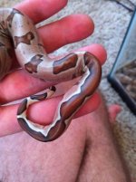 hypo 4.jpg