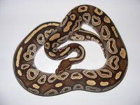 '08 Mojave Female.jpg