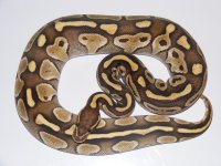 '10 Lesser Female.jpg