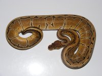 '10 Pinstripe Female.jpg