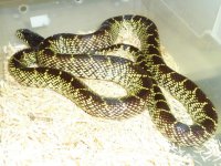 1.0 2ft yellow desert king 5.2011.jpg