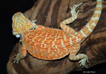 # A 2-13 Red hypo ILB 017_edited-1.jpg