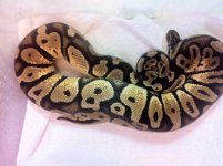 PASTEL HET %50 Caramel Albino.jpg