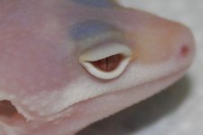 Lavender 181.jpg