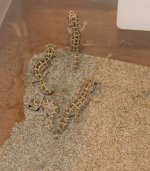 groups 2 viper babies.jpg