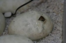 Hatching 003.jpg