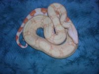 albinos2 026.jpg