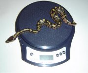 weights.JPG