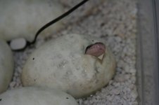 Hatching 004.jpg