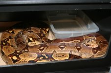 Hypo-Normal #1 002small.jpg