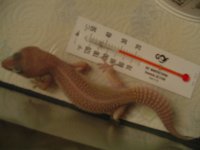 fish018.jpg