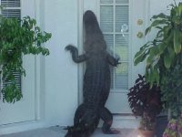 gatordoor.jpg