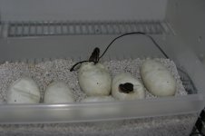 Hatching 005.jpg
