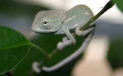 Baby Veiled Chameleon2.jpg