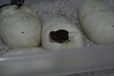 Hatching 006.jpg