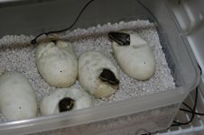 Hatching 009.jpg