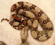 A6babies 016.jpg