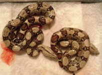 A6babies 018.jpg