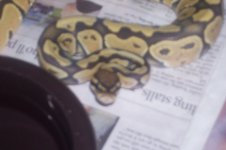 hypo female.jpg