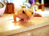 baby gecko 003.jpg