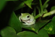a froggy 001 (640 x 426).jpg