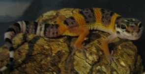 IMG_1002.JPG