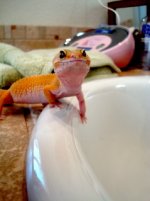 baby gecko 017.jpg