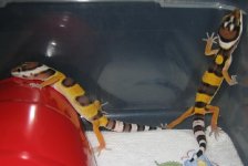 IMG_1009.JPG