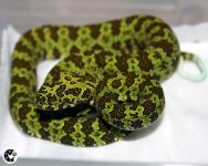 Zhaoermia_mangshanensis1.jpg
