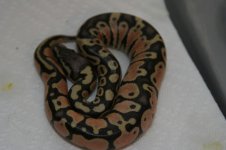 Pastel Female #1 002.jpg