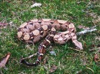 tazz in the grass_320x239.jpg