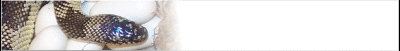 kingsnake-banner_b4.gif
