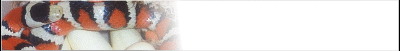 kingsnake-banner_b7.gif