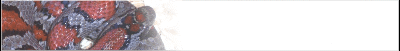 milksnake-banner_b3.gif