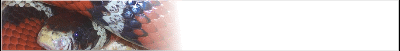 milksnake-banner_b4.gif