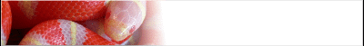 milksnake-banner_b5.gif