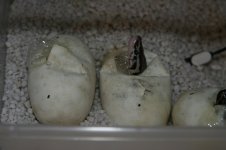 Hatching 012.jpg