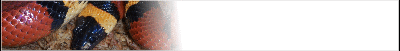 milksnake-banner_b6.gif