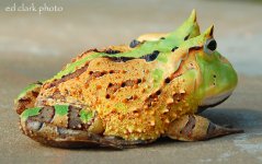 1 A Cornutas Feeding 039_edited-2.jpg