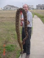 rattlesnake.jpg