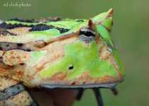 1 A Frog In Hand 008_edited-2.jpg