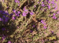 lavender boa small pic.jpg