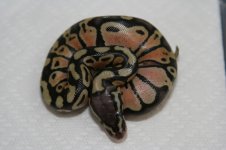 Pastel Female #5 001.jpg