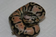 Pastel Male #6 002.jpg