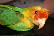 carolinaparakeet1.jpg