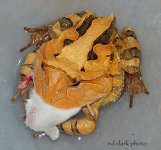 1 A Cornutas Feeding 003_edited-2.jpg