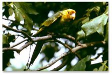 carolinaparakeet.jpg
