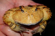 1 A Melissas Frog 033_edited-1.jpg