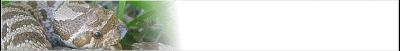 hognose-banner_b2.gif
